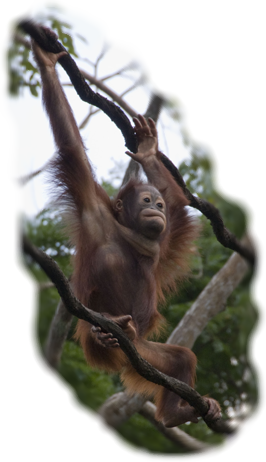 Orang Utan in den Bäumen