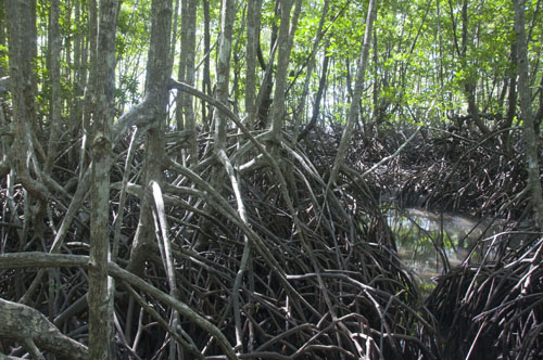Mangroven