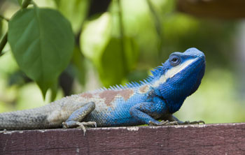 Echse mit blauem Kopf