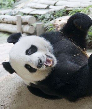 Großer Panda