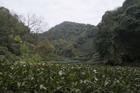 Im Longjing Tal bei Hangzhou