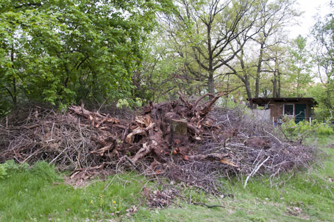 Wurzelstöcke und Häckselgut